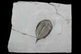 Dalmanites Trilobite Fossil - New York #99086-1